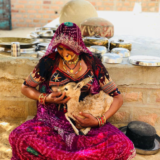 Người phụ nữ Ấn Độ được ca ngợi vì cho động vật bú sữa