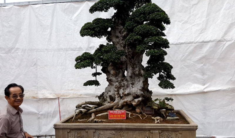 Cụ duối ngàn tuổi: Báu vật phát lộc trả tiền tỷ, gạ đổi cả Camry