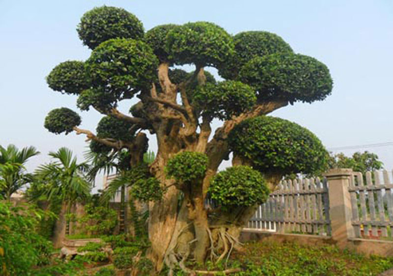 Cụ duối ngàn tuổi: Báu vật phát lộc trả tiền tỷ, gạ đổi cả Camry