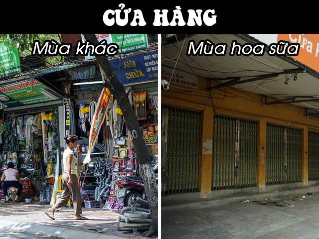 Người dân Thủ đô chạy mất dép vì hương hoa sữa nồng nặc Người dân Thủ đô chạy mất dép vì hương hoa sữa nồng nặc