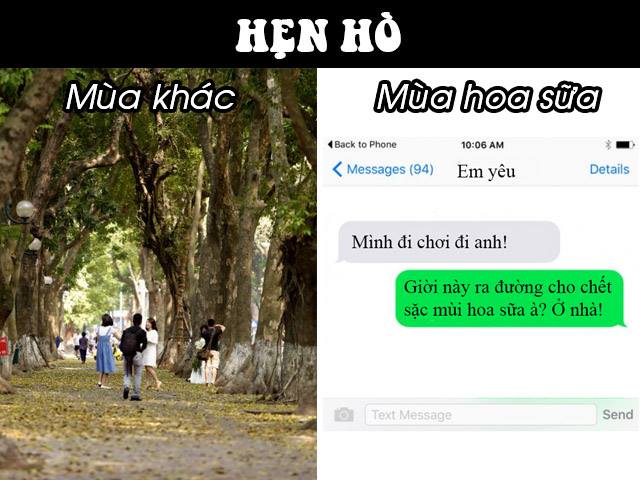 Người dân Thủ đô chạy mất dép vì hương hoa sữa nồng nặc Người dân Thủ đô chạy mất dép vì hương hoa sữa nồng nặc