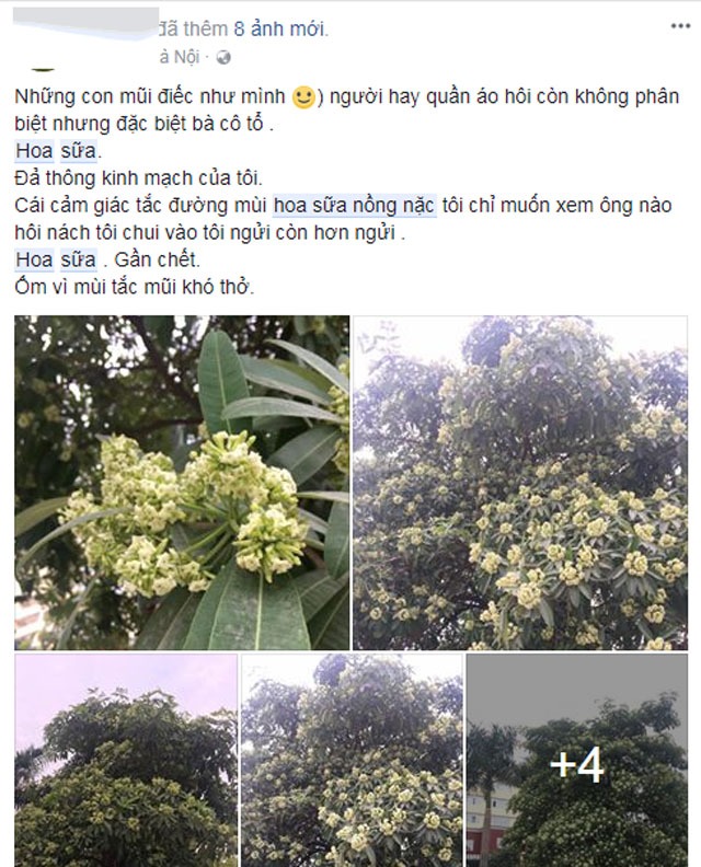 Người dân Thủ đô chạy mất dép vì hương hoa sữa nồng nặc