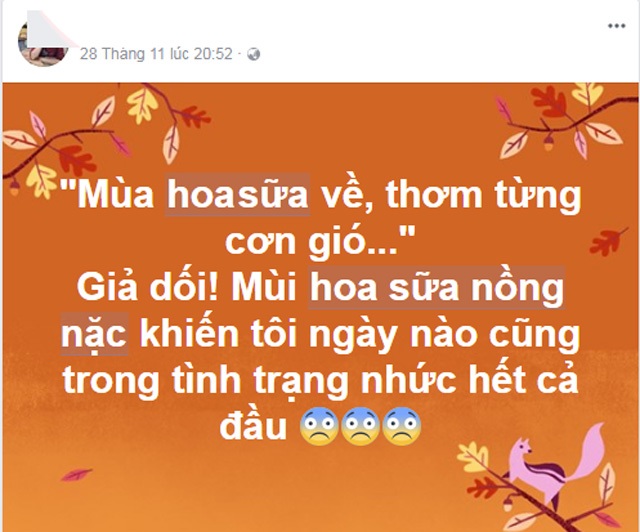 Người dân Thủ đô chạy mất dép vì hương hoa sữa nồng nặc Người dân Thủ đô chạy mất dép vì hương hoa sữa nồng nặc
