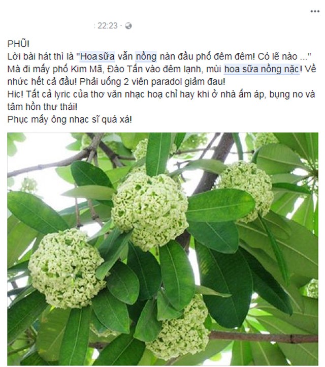 Người dân Thủ đô chạy mất dép vì hương hoa sữa nồng nặc