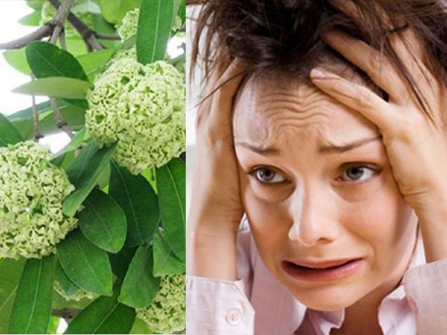 Người dân Thủ đô chạy mất dép vì hương hoa sữa nồng nặc Người dân Thủ đô chạy mất dép vì hương hoa sữa nồng nặc