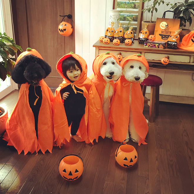 Loạt ảnh hóa trang Halloween hoành tráng nhất mạng xã hội của bé gái Nhật và những người bạn thú cưng