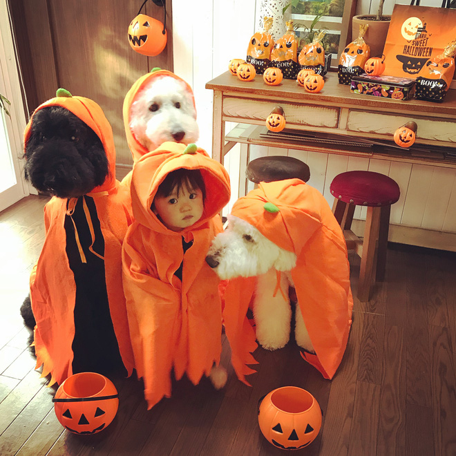 Loạt ảnh hóa trang Halloween hoành tráng nhất mạng xã hội của bé gái Nhật và những người bạn thú cưng Loạt ảnh hóa trang Halloween hoành tráng nhất mạng xã hội của bé gái Nhật và những người bạn thú cưng