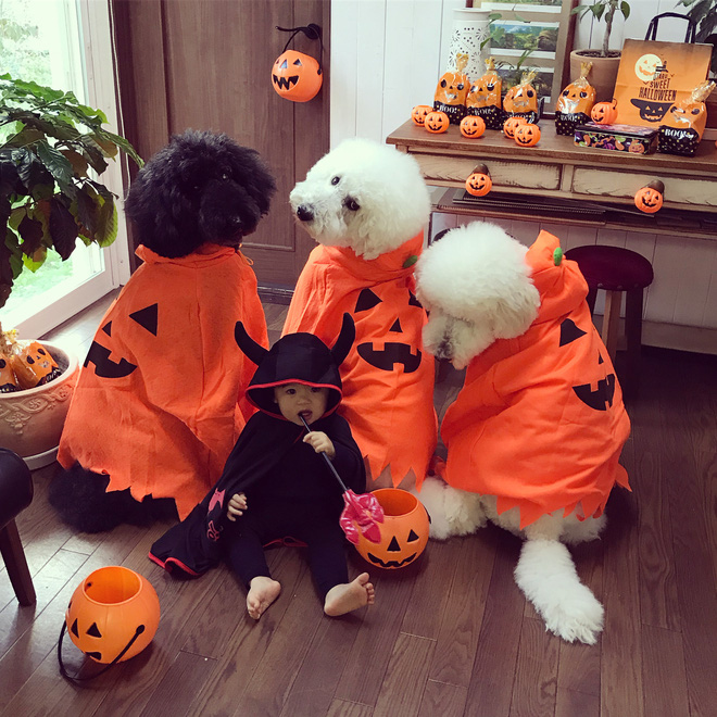 Loạt ảnh hóa trang Halloween hoành tráng nhất mạng xã hội của bé gái Nhật và những người bạn thú cưng Loạt ảnh hóa trang Halloween hoành tráng nhất mạng xã hội của bé gái Nhật và những người bạn thú cưng
