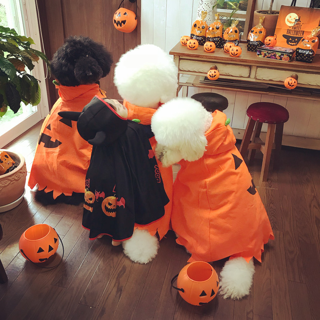 Loạt ảnh hóa trang Halloween hoành tráng nhất mạng xã hội của bé gái Nhật và những người bạn thú cưng Loạt ảnh hóa trang Halloween hoành tráng nhất mạng xã hội của bé gái Nhật và những người bạn thú cưng