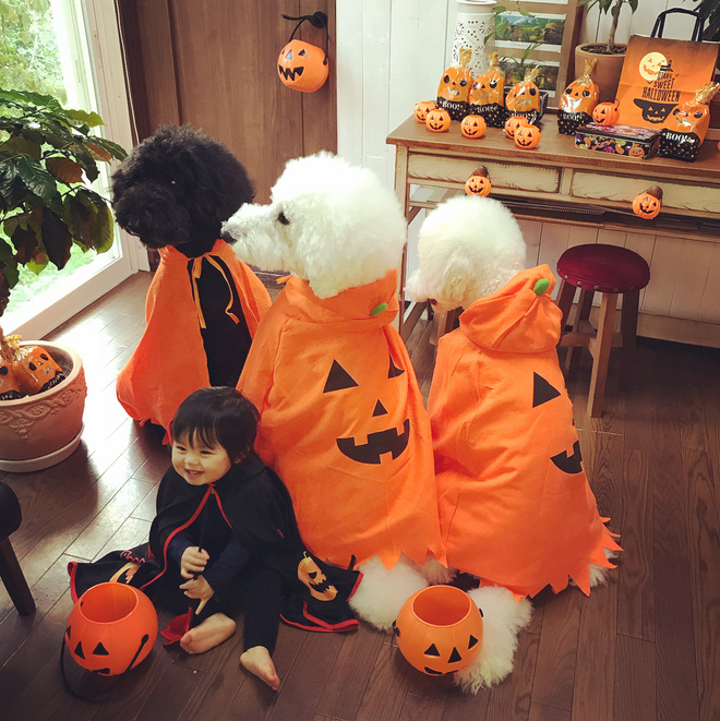 Loạt ảnh hóa trang Halloween hoành tráng nhất mạng xã hội của bé gái Nhật và những người bạn thú cưng Loạt ảnh hóa trang Halloween hoành tráng nhất mạng xã hội của bé gái Nhật và những người bạn thú cưng
