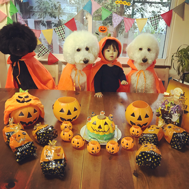 Loạt ảnh hóa trang Halloween hoành tráng nhất mạng xã hội của bé gái Nhật và những người bạn thú cưng