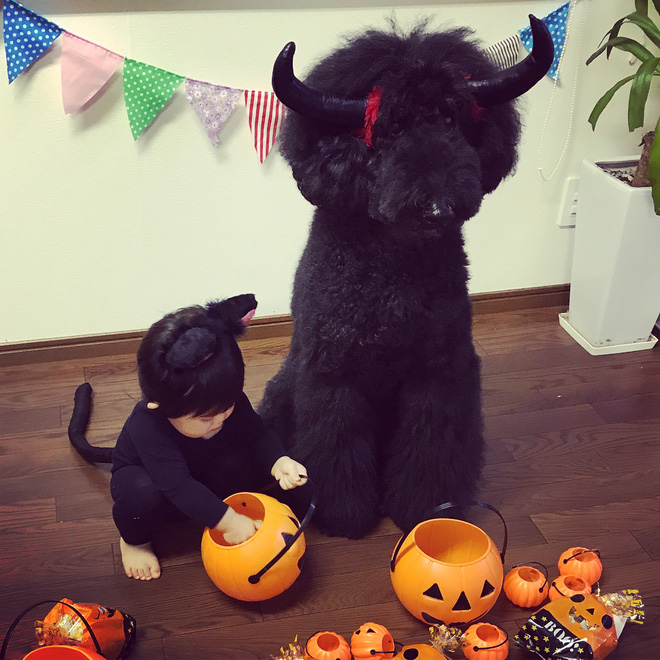 Loạt ảnh hóa trang Halloween hoành tráng nhất mạng xã hội của bé gái Nhật và những người bạn thú cưng Loạt ảnh hóa trang Halloween hoành tráng nhất mạng xã hội của bé gái Nhật và những người bạn thú cưng