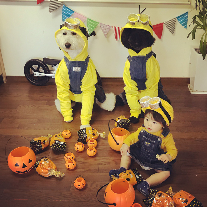 Loạt ảnh hóa trang Halloween hoành tráng nhất mạng xã hội của bé gái Nhật và những người bạn thú cưng
