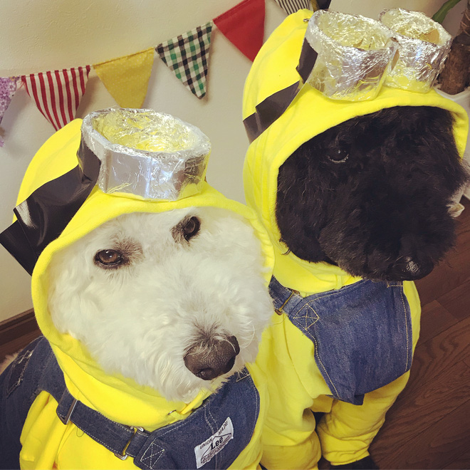 Loạt ảnh hóa trang Halloween hoành tráng nhất mạng xã hội của bé gái Nhật và những người bạn thú cưng