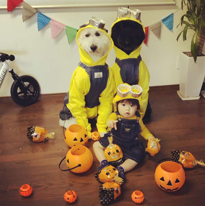 Loạt ảnh hóa trang Halloween hoành tráng nhất mạng xã hội của bé gái Nhật và những người bạn thú cưng
