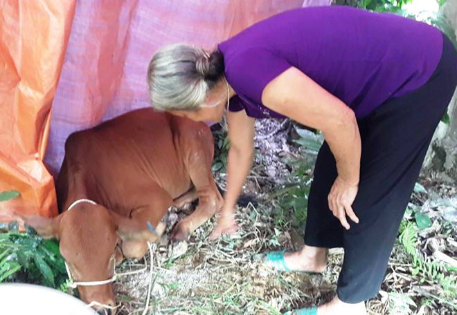 Hàng chục con bò hỗ trợ vừa nhận về đã mắc bệnh lở mồm long móng