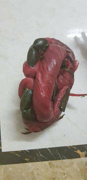 Câu chuyện kinh dị nhất mùa Halloween: Bà nội trợ mua cua lực sĩ, cởi trói xong thành cua còi dí