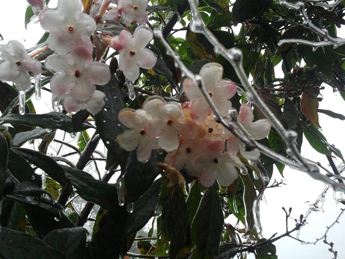 Cây cỏ, ga cáp treo đóng băng trên đỉnh Fansipan