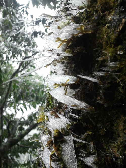 Cây cỏ, ga cáp treo đóng băng trên đỉnh Fansipan
