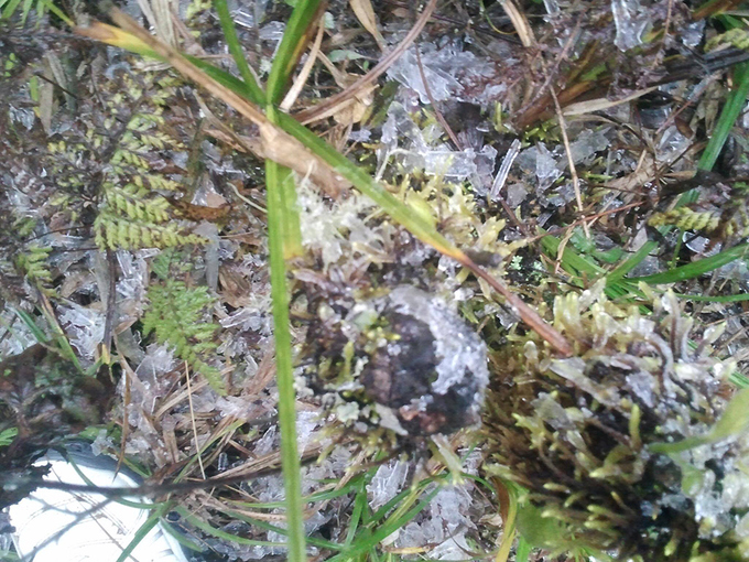 Cây cỏ, ga cáp treo đóng băng trên đỉnh Fansipan