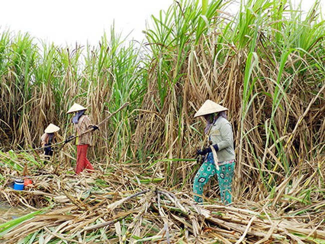 Ngành mía đường “kêu cứu” vì không bán được 1kg nào