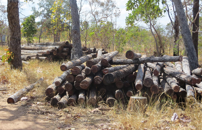 Thủ tướng yêu cầu Đắk Lắk kiểm điểm các vụ thác gỗ trái phép