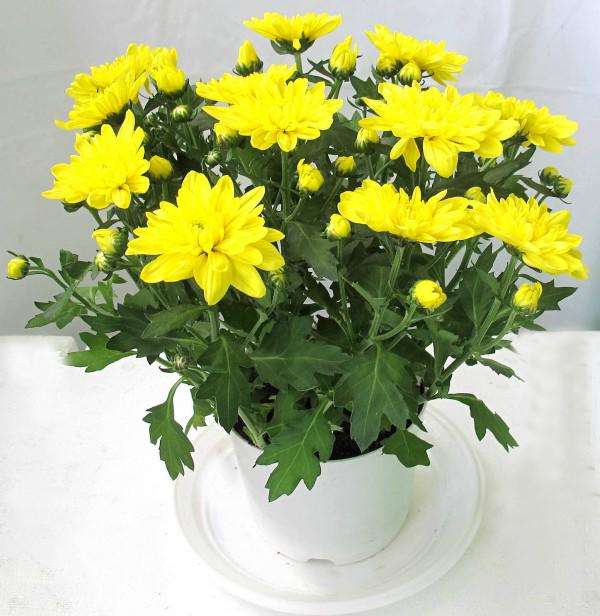 Muốn ngủ ngon và sâu, nhất định nên trồng những loại cây này trong phòng ngủ Muốn ngủ ngon và sâu, nhất định nên trồng những loại cây này trong phòng ngủ
