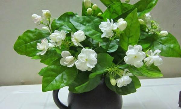 Muốn ngủ ngon và sâu, nhất định nên trồng những loại cây này trong phòng ngủ Muốn ngủ ngon và sâu, nhất định nên trồng những loại cây này trong phòng ngủ