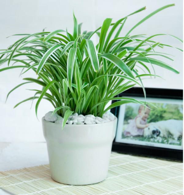 Muốn ngủ ngon và sâu, nhất định nên trồng những loại cây này trong phòng ngủ Muốn ngủ ngon và sâu, nhất định nên trồng những loại cây này trong phòng ngủ