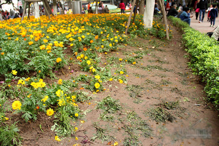 Vườn hoa hồ Gươm bị san phẳng sau đêm giao thừa