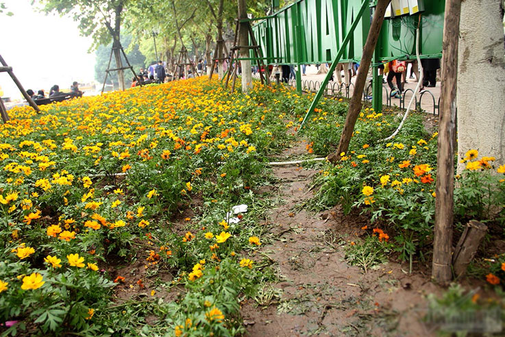 Vườn hoa hồ Gươm bị san phẳng sau đêm giao thừa