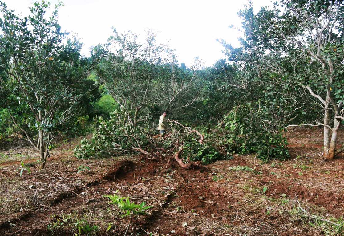 Xử vụ bắn chết 3 người: Tỉnh yêu cầu dừng, DN vẫn cố tình cưỡng chế