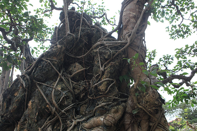 Doanh nhân đổi 8 lô đất ở Thủ đô lấy cây sanh cổ nhất châu Á