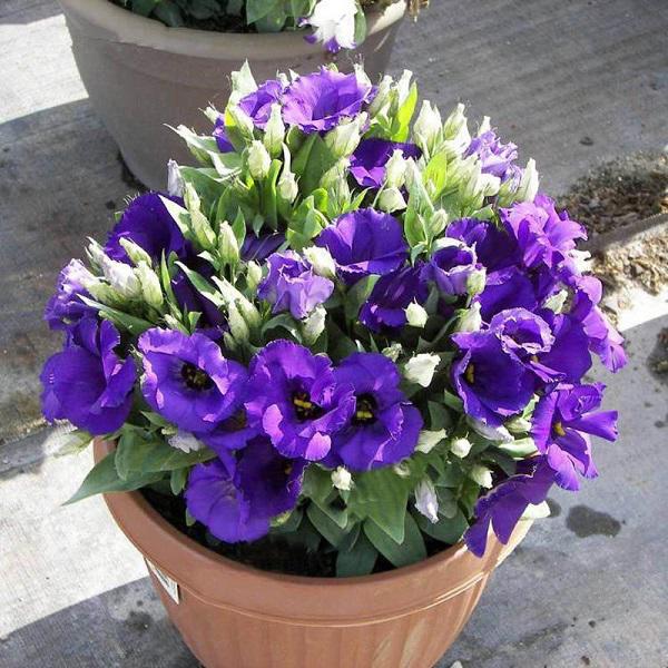 Trồng hoa cát tường vừa đẹp vừa phú quý ngay từ bây giờ để chơi tết Trồng hoa cát tường vừa đẹp vừa phú quý ngay từ bây giờ để chơi tết