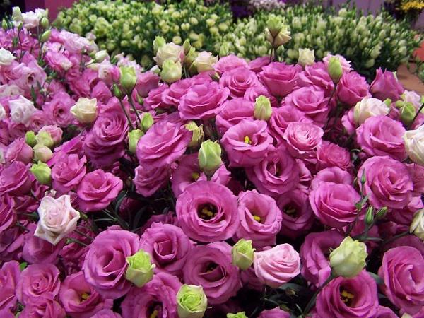 Trồng hoa cát tường vừa đẹp vừa phú quý ngay từ bây giờ để chơi tết Trồng hoa cát tường vừa đẹp vừa phú quý ngay từ bây giờ để chơi tết
