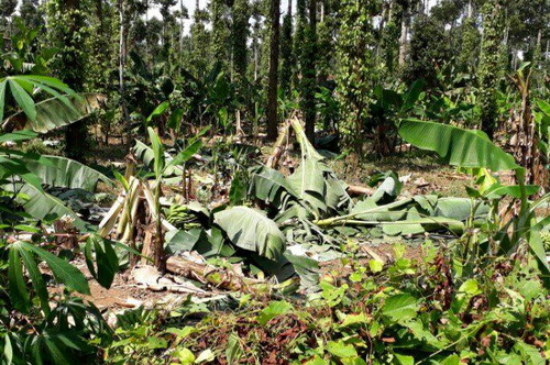 Đàn voi rừng ra rẫy phá nát hoa màu ở Đồng Nai