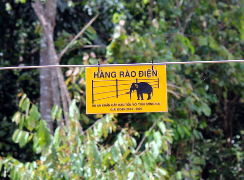 Đàn voi rừng ra rẫy phá nát hoa màu ở Đồng Nai