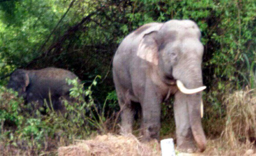 Đàn voi rừng ra rẫy phá nát hoa màu ở Đồng Nai