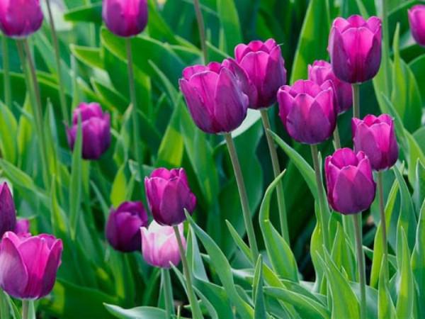 Hoa tulip nở rực đúng dịp Tết nhờ biết cách chọn củ và bón thúc đơn giản không ngờ Hoa tulip nở rực đúng dịp Tết nhờ biết cách chọn củ và bón thúc đơn giản không ngờ