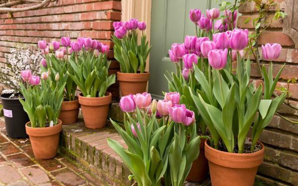 Hoa tulip nở rực đúng dịp Tết nhờ biết cách chọn củ và bón thúc đơn giản không ngờ Hoa tulip nở rực đúng dịp Tết nhờ biết cách chọn củ và bón thúc đơn giản không ngờ