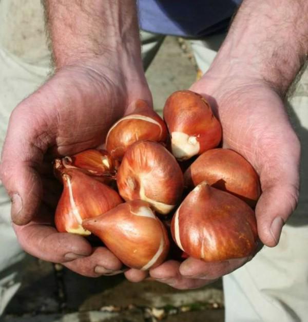 Hoa tulip nở rực đúng dịp Tết nhờ biết cách chọn củ và bón thúc đơn giản không ngờ Hoa tulip nở rực đúng dịp Tết nhờ biết cách chọn củ và bón thúc đơn giản không ngờ