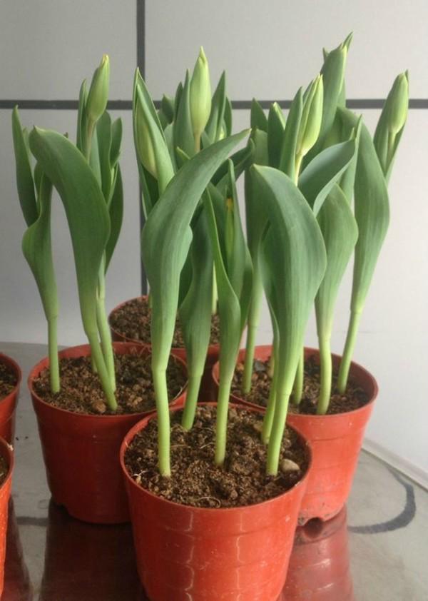 Hoa tulip nở rực đúng dịp Tết nhờ biết cách chọn củ và bón thúc đơn giản không ngờ Hoa tulip nở rực đúng dịp Tết nhờ biết cách chọn củ và bón thúc đơn giản không ngờ