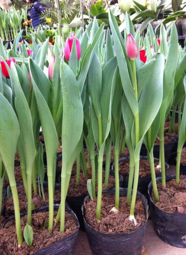 Hoa tulip nở rực đúng dịp Tết nhờ biết cách chọn củ và bón thúc đơn giản không ngờ Hoa tulip nở rực đúng dịp Tết nhờ biết cách chọn củ và bón thúc đơn giản không ngờ