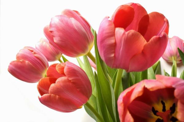 Hoa tulip nở rực đúng dịp Tết nhờ biết cách chọn củ và bón thúc đơn giản không ngờ Hoa tulip nở rực đúng dịp Tết nhờ biết cách chọn củ và bón thúc đơn giản không ngờ