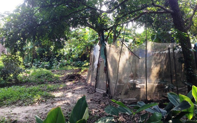 Cô nàng tiểu thư choáng vì về quê người yêu ra mắt thấy nhà ngập phân gà, chiếu giường cáu bẩn