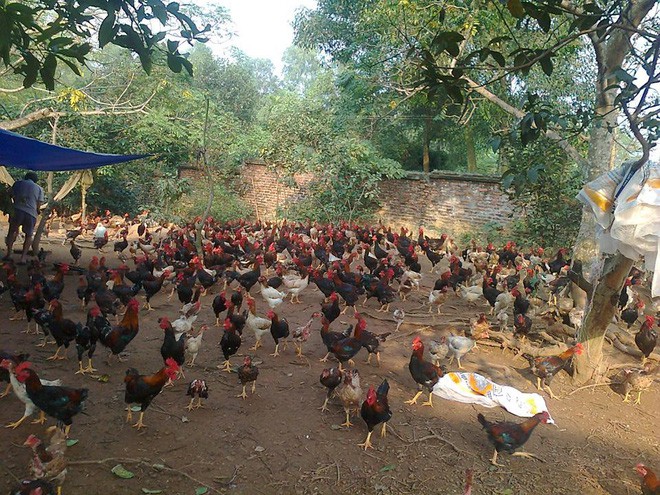 Cô nàng tiểu thư choáng vì về quê người yêu ra mắt thấy nhà ngập phân gà, chiếu giường cáu bẩn