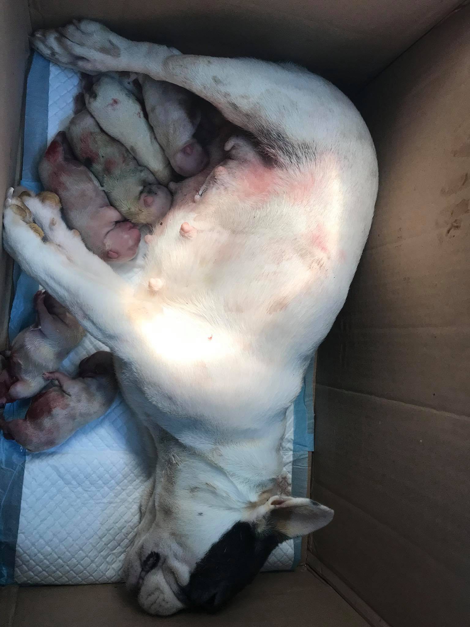 Bị tố làm chó Bull Pháp mang bầu 7 con chết, phòng khám lên tiếng: Tôi mong mọi người lắng nghe từ 2 phía