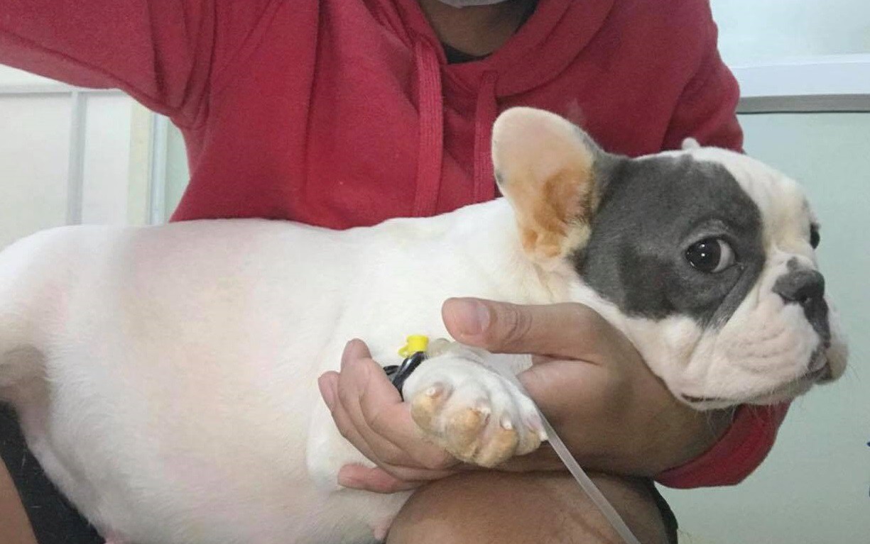 Bị tố làm chó Bull Pháp mang bầu 7 con chết, phòng khám lên tiếng: Tôi mong mọi người lắng nghe từ 2 phía