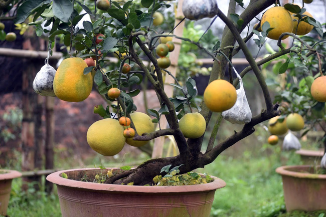 Độc đáo cây có 10 loại quả cùng chín rộ vào dịp Tết