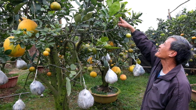 Độc đáo cây có 10 loại quả cùng chín rộ vào dịp Tết